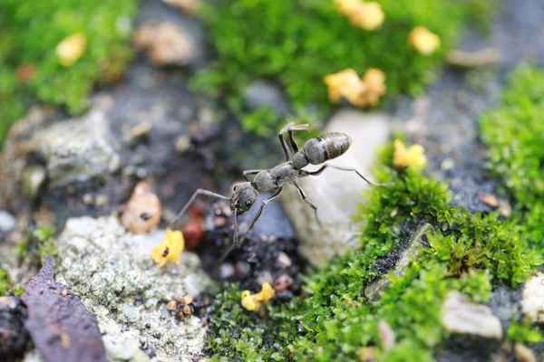Mrówki szukają pożywienia na ziemi. — Zdjęcie stockowe