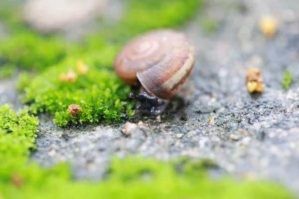 Pequeno caracol rastejando no chão no jardim . — Fotografia de Stock