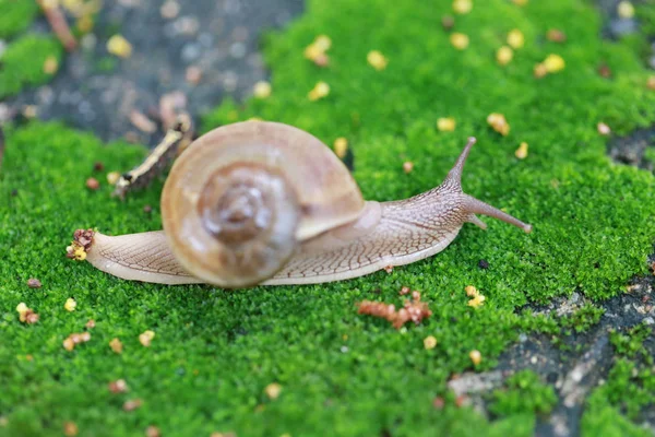 Small snail Crawling on the floor in the garden. — Stock Photo, Image