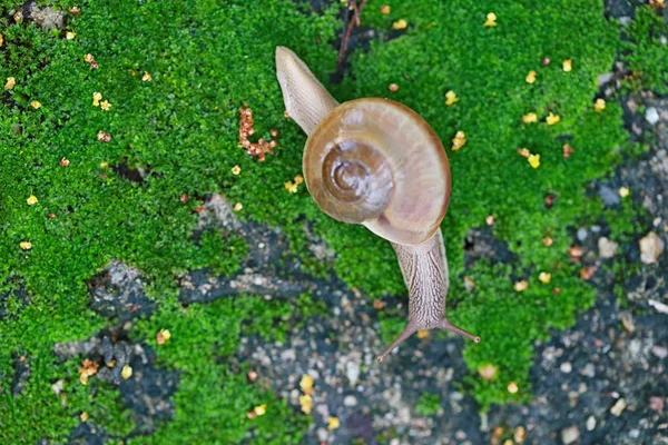Pequeno caracol rastejando no chão no jardim . — Fotografia de Stock