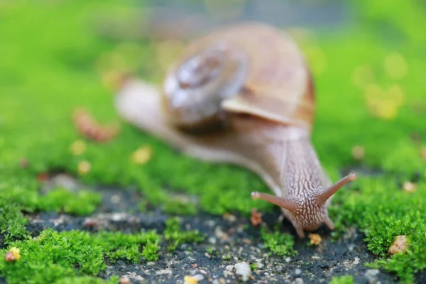 Liten snigel kryper på golvet i trädgården. — Stockfoto