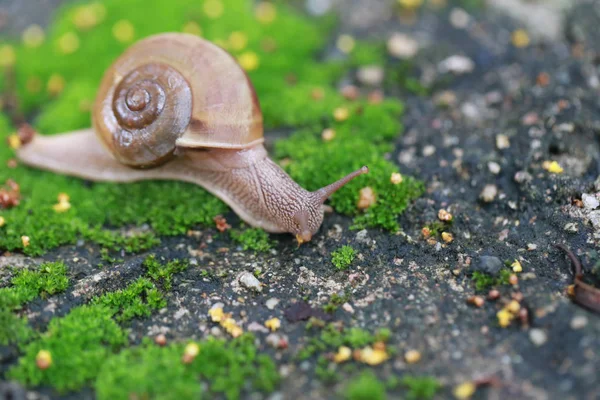 작은 달팽이 정원에서 바닥에서 크롤 링. — 스톡 사진