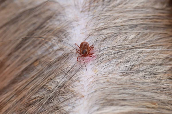 Big Ticks on a dog. — Stock Photo, Image