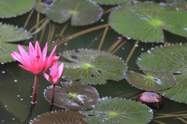 Gölet, nilüfer genel parkta pembe Lotus çiçek çiçek.