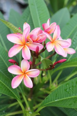 Ağaç üzerinde pembe plumeria veya frangipani çiçek çiçeklenme.