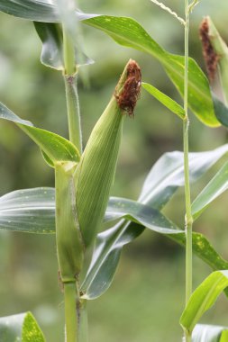 Ağaç üzerinde ham Mısır.
