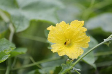 Sarı çiçek açan salatalık.