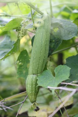 Çiğ kabak ağaç üzerinde.