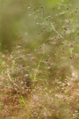Çim doğa arka planda yumuşak odak fotoğraf sabah.