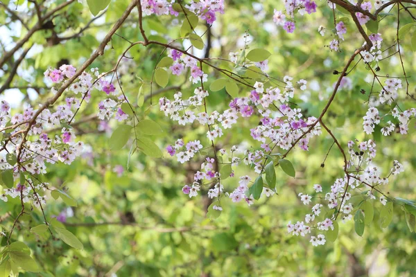 Lagerstroemia loudonii çiçek veya blo Lagerstroemia floribunda