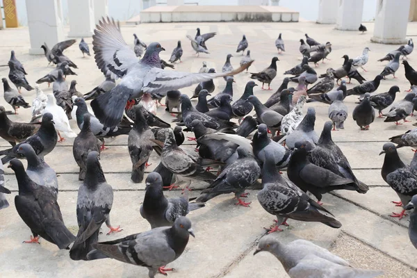 Pigeon in the public park. — Stock Photo, Image