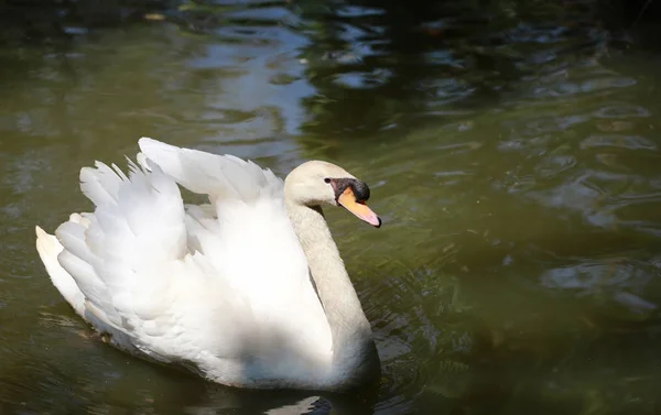 El cisne blanco flota en el agua . —  Fotos de Stock