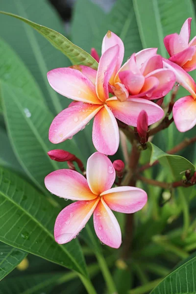 Pink Plumeria or Frangipani Flower Bloom On Tree . — стоковое фото