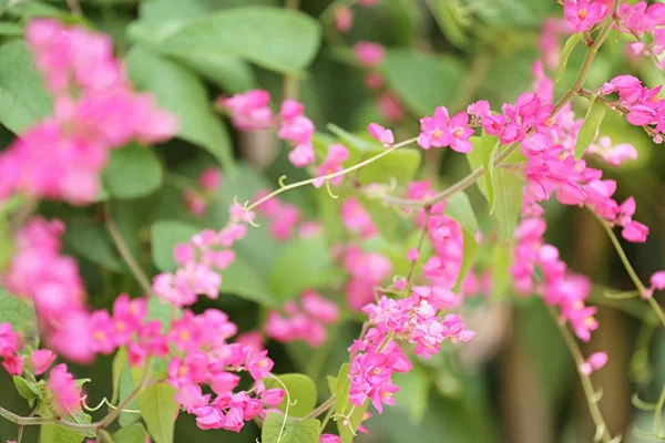 Tropical pink flowers are blooming in the garden. — Stock Photo, Image