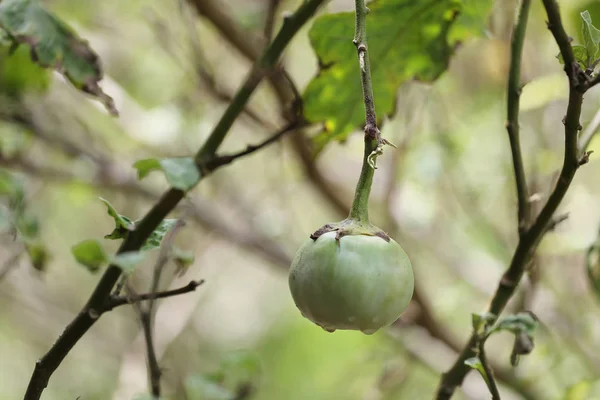 Raw eggplant on the tree. — Stock Photo, Image