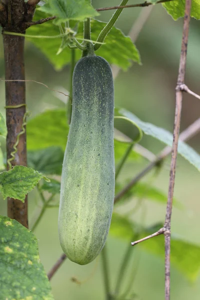 Rå gurka på trädet. — Stockfoto