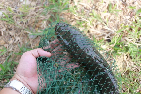 Snakehead vis voor Freshwater fish in visser netto. — Stockfoto