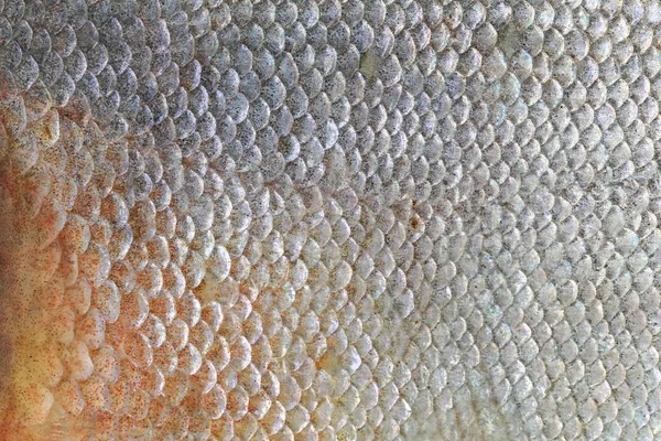 Texture du poisson Pacu . — Photo