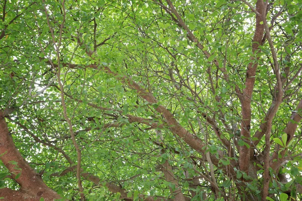 bakış açısı bahçedeki ağacın altında.