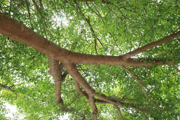 Ponto de vista sob a árvore no jardim . — Fotografia de Stock