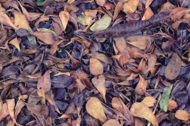 Bahçedeki kuru yapraklar.