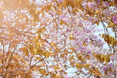 Yaprak renk değişikliği ve çiçek açan çiçekler.