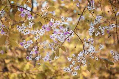 Yaprak renk değişikliği ve çiçek açan çiçekler.