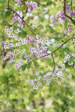 Lagerstroemia loudonii çiçek veya blo Lagerstroemia floribunda