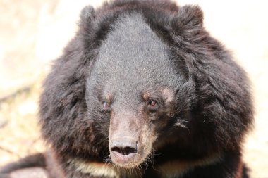 Siyah buffalo ayılar odak baş.