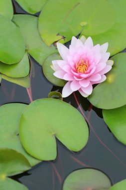 Gölet, nilüfer genel parkta pembe Lotus çiçek çiçek.