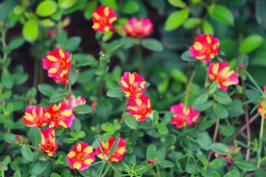 Kırmızı Petunya çiçek çiçek.