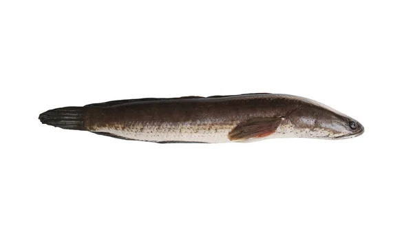 Snakehead ryby izolované na bílém pozadí. — Stock fotografie