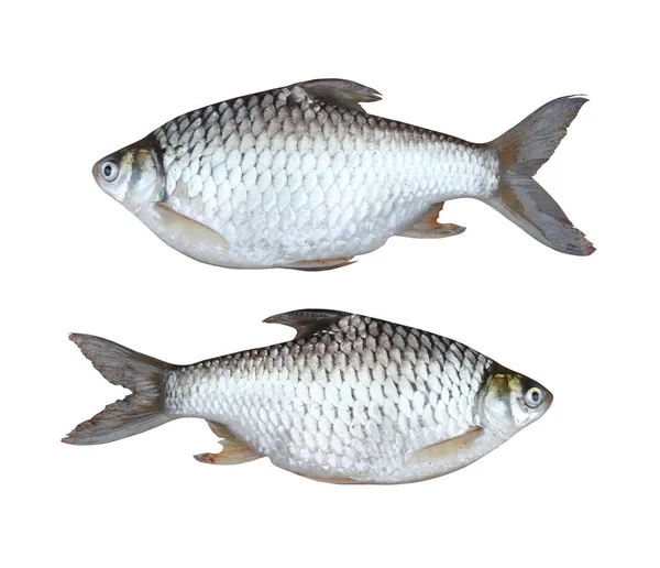 Carpe argentée poisson d'eau douce isolé sur fond blanc . — Photo