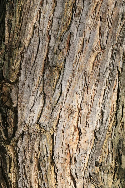 Oberfläche des Baumstammes. — Stockfoto