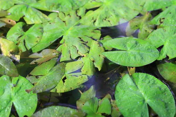 Green lotus in pond. — Stock Photo, Image