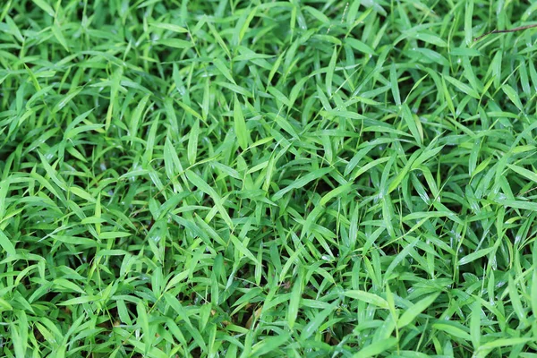 Green grass background. — Stock Photo, Image