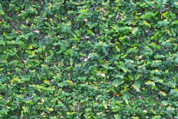 Folha verde parede fundo . — Fotografia de Stock