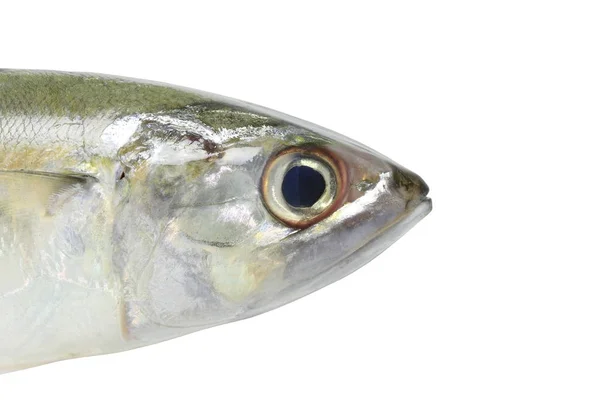 Rohe Makrele oder rastrelliger Brachysoma-Fisch isoliert auf weißem B — Stockfoto
