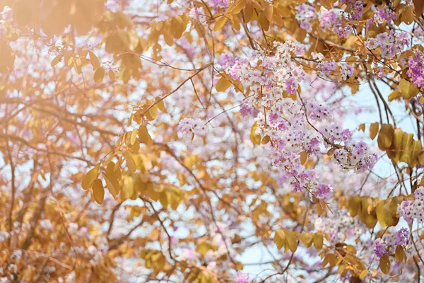 Yaprak renk değişikliği ve çiçek açan çiçekler.