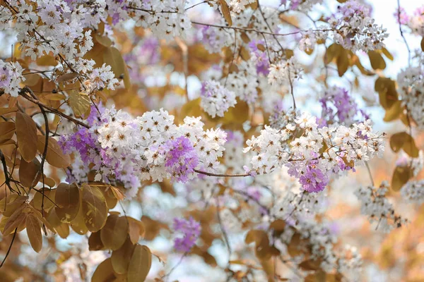 잎 색깔 변화 및 개화 꽃. — 스톡 사진