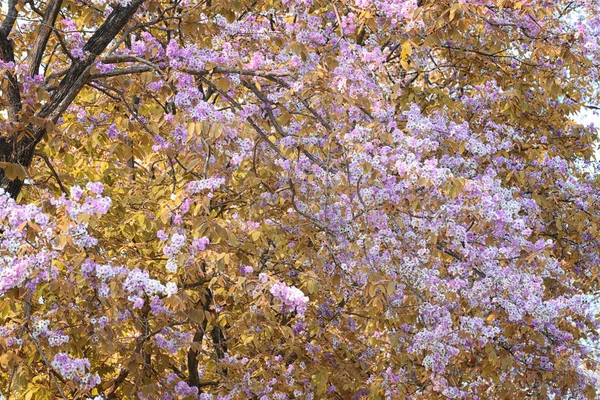 Leaf färg förändring och blommande blommor. — Stockfoto