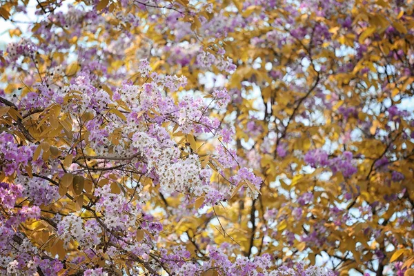 Blad kleur verandering en bloeiende bloemen. — Stockfoto