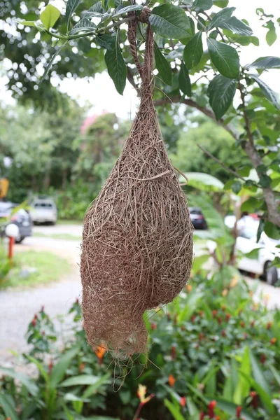 Nido Uccelli Nidi Allodole Albero Giardino — Foto Stock