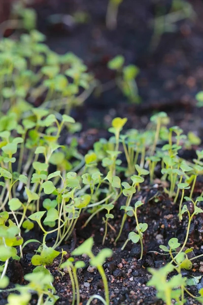 Plántulas de hortalizas en el suelo . — Foto de Stock