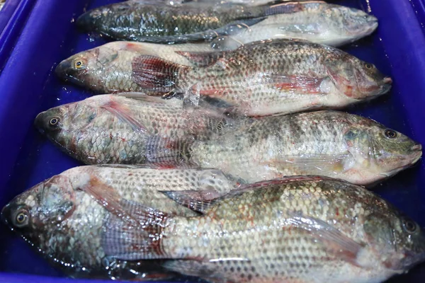 Ikan segar Tilapia dalam wadah plastik biru . — Stok Foto