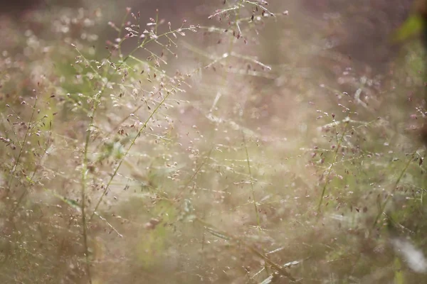 Çim doğa arka planda yumuşak odak fotoğraf sabah.