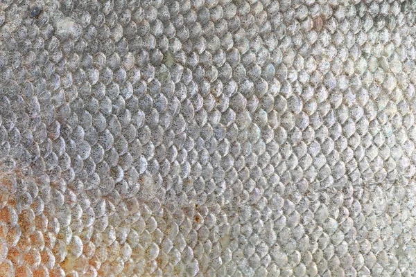 Texture of Pacu fish. — Stock Photo, Image