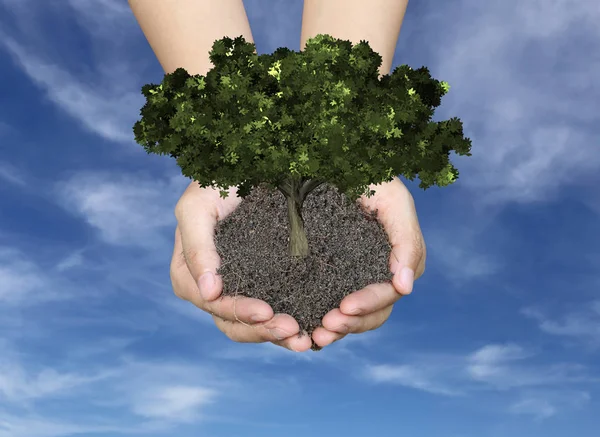 Gröna träd på marken i män händer och har blå himmel backgrou — Stockfoto