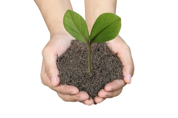 Bodem in de hand en groene bladeren geïsoleerd op witte achtergrond. — Stockfoto