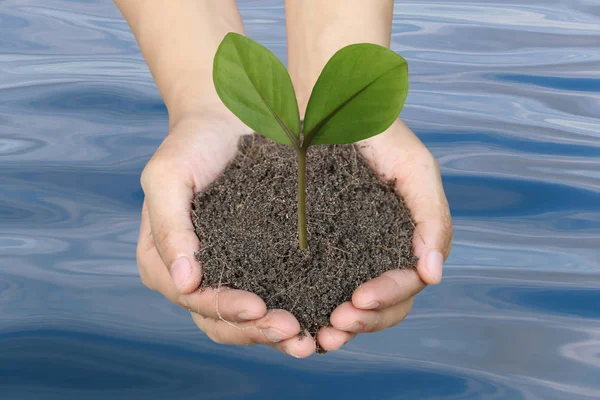 Erkekler el ve su arka plan yerdeki yeşil ağaç.